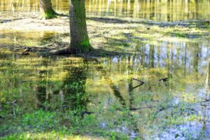 small puddle in city park